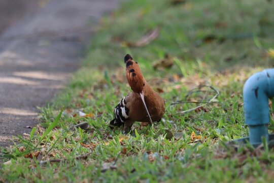 Hoopoe's Perch: A vibrant hoopoe bird, with its unique crested head and striking plumage, forages in a grassy area near an infrastructure, showcasing nature's beauty in an urban setting.