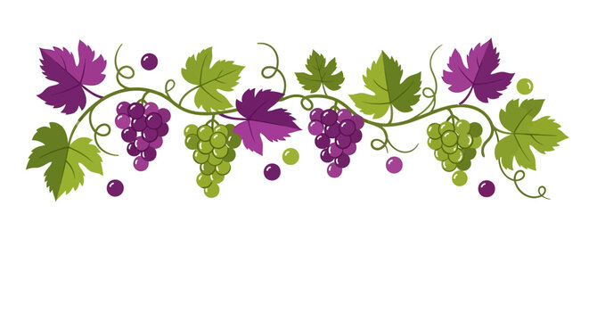 Grapevine Border with Green and Purple Grapes and Leaves