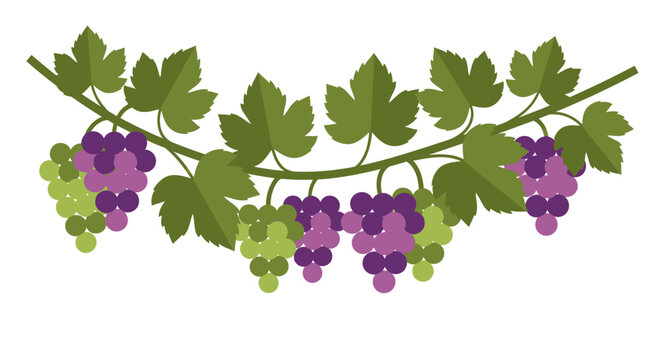 Grapevine Garland with Green and Purple Grapes and Leaves - Vector Illustration