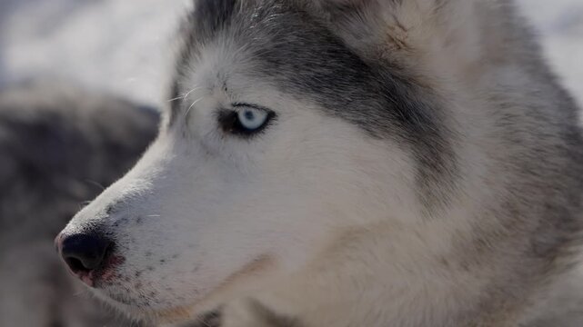 Husky. Fluffy sled dog. Dog sledding. Husky standing in snow covered winter landscape.