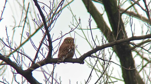 Small brown owlet bird with yellow eyes staring directly at camera while perching on bare tree branches
