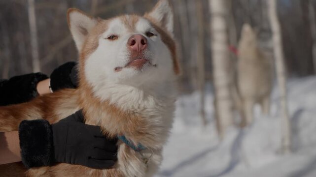Husky. Fluffy sled dog. Dog sledding. Husky standing in snow covered winter landscape.