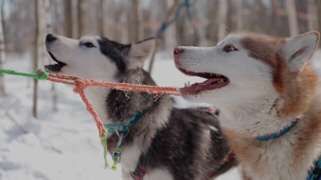 Husky. Fluffy sled dog. Dog sledding. Husky standing in snow covered winter landscape.