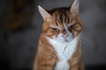 Ginger cat with white chest and paws sitting on a blue fabric surface, eyes closed, illuminated by soft light against a dark background © shymar27