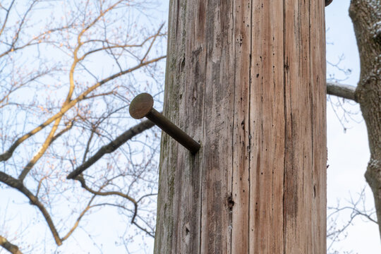 Close-up of a weathered wooden utility pole with a large rusty spike sticking out, featuring natural textures and an aged appearance against a soft, bare tree branch background.