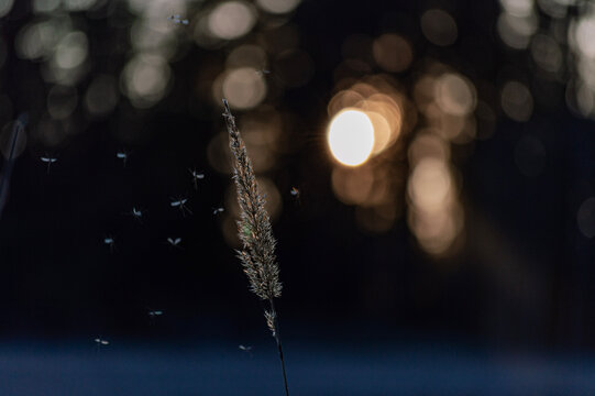 Mosquitoes Swarming Around Grass Reed at Dusk with Bokeh Lake Reflection, Finland