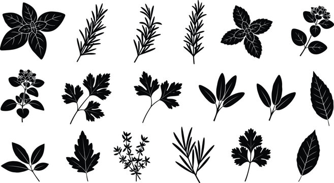 Collection of black silhouette herb and leaf on white background, basil rosemary mint sage parsley