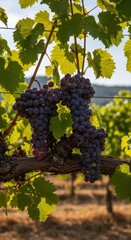 Naklejka premium Ripe Grapes Hanging on Vine in Vineyard Sunlight.