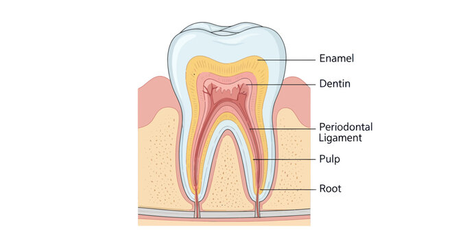 Detailed Tooth Anatomy Diagram: Enamel, Dentin, Pulp, Root, Periodontal Ligament