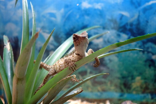 Close-up profile view of a captive mountain horned dragon (Acanthosaura) lizard resting on a green plant inside a glass terrarium. 