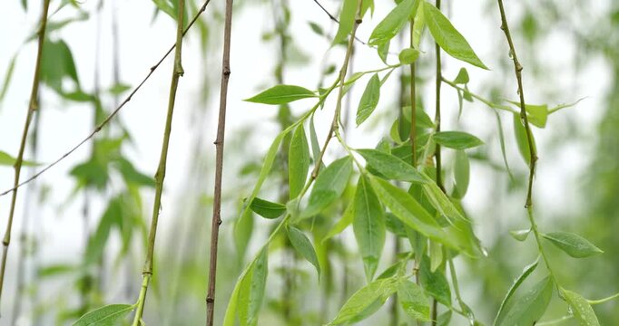 Graceful Drooping Willow in Full Spring Leaf in a Scenic Outdoor Setting