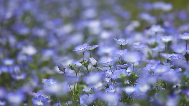 ミツバチが飛び交う満開のネモフィラ花畑