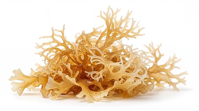Fresh Golden Irish Sea Moss on White Background, Organic Raw Seaweed Superfood for Health, Skincare and Nutrition