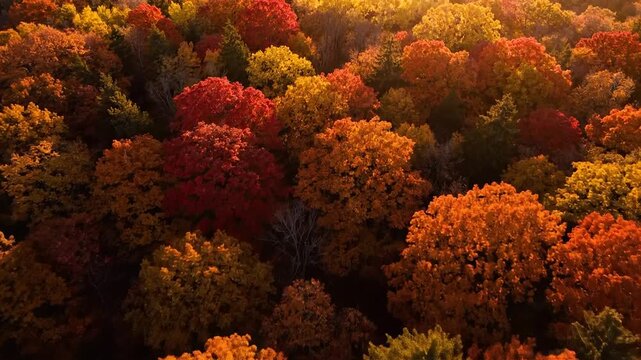 Stunning Aerial View Of Vibrant Autumn Forest Canopy Glowing In Golden Sunset Light