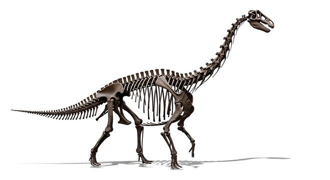 Detailed illustration of a long-necked dinosaur skeleton, showcasing its complete anatomical structure and fossilized bones.