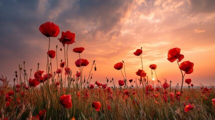 Fototapeta premium Vibrant Red Poppies Blooming Under Golden Sunset Sky in a Serene Flower Field