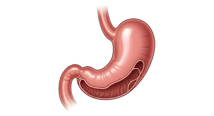 Fototapeta premium An anatomical illustration of the human stomach, showcasing its internal structure and digestive function