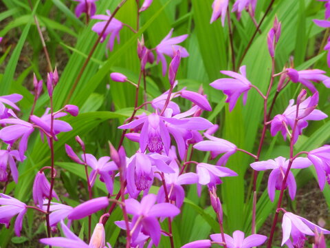 美しい色のシラン（紫蘭）の花