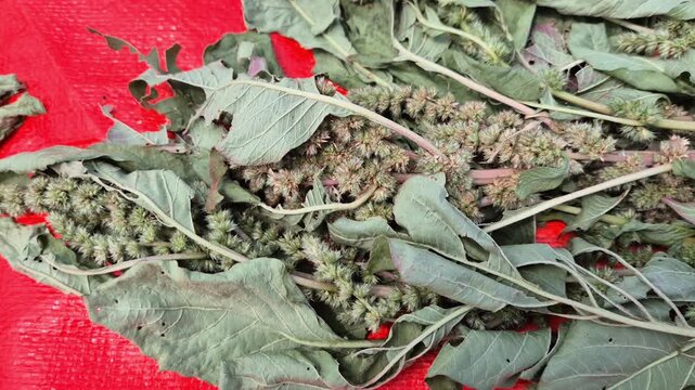 Harvested Red Amaranth Plants Drying in Sun for Seed Extraction