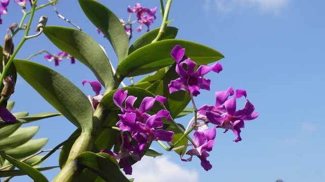 Orchid Flower and Leaves in Garden