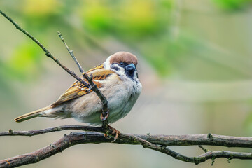 Mazurek, wróbel polny (Passer montanus).  © Janusz Lipiński