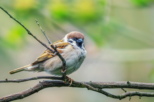 Mazurek, wr&oacute;bel polny (Passer montanus). 