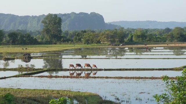 Cows in Rice Field Village Landscape