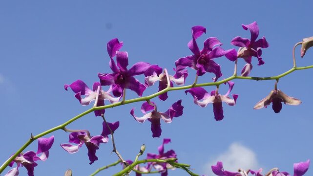 Purple Orchid Flower Against Blue Sky