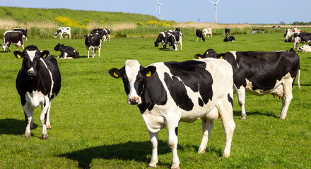 Dairy Cows Grazing in Green Pasture with Wind Turbines © pasindu