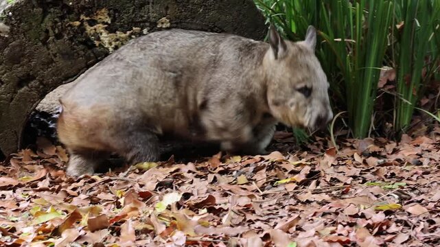 Wombat scurrying through autumn leaves near a hollow log entrance.