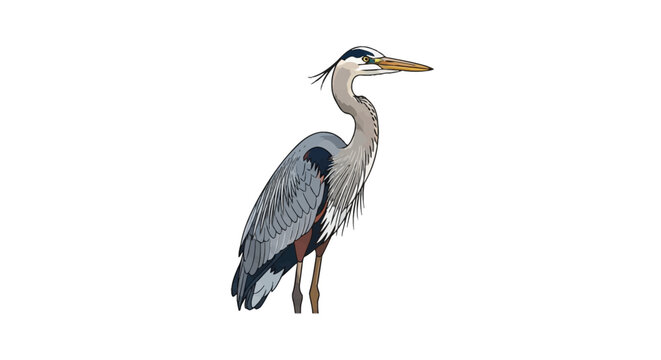 Vector illustration of a standing great blue heron (Ardea herodias) isolated on a white background, featuring detailed plumage, long neck, sharp beak, and distinctive head plumage.