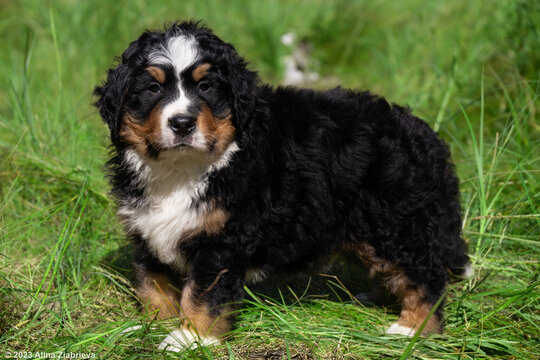 A cute Bernese Mountain Dog puppy stands outdoors on a sunny day. The fluffy tricolor puppy explores the green meadow in summer