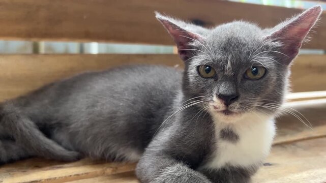 Gray kitten with white chest patch lying on wooden surface. Short fur, large ears, and greenish-yellow eyes gaze directly at camera.