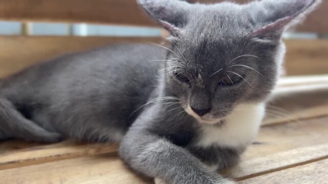 Small gray and white kitten lying calmly on wooden surface. White chest and paws contrast with gray coat, head turned to the side, background of wooden planks and blurred outdoor structure.