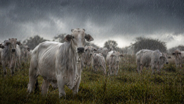 Gado bovino em fazenda com pasto, curral e paisagens da pecu&aacute;ria rural