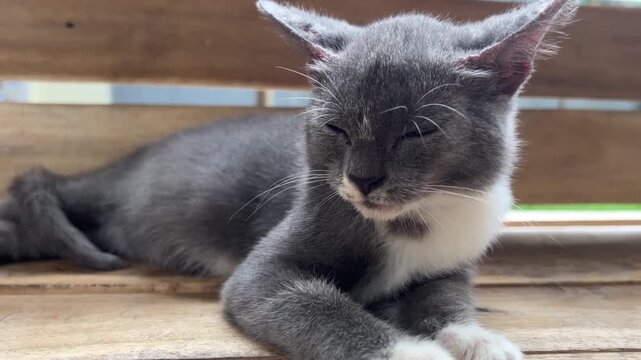 Gray and white kitten lying on wooden surface, eyes half-closed in drowsy pose. White chest and paws contrast with gray coat, rustic background with blurred greenery adds calm atmosphere.
