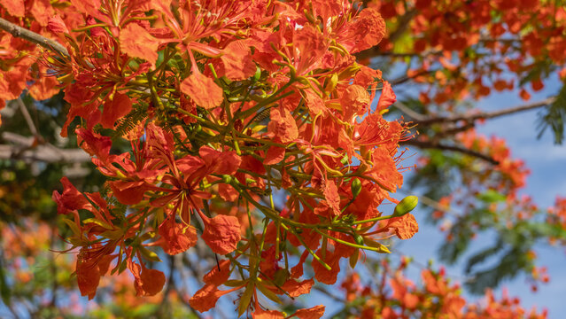 A beautiful flowering tropical tree Delonix regia, flamboyant . Bright red-orange flowers on a branch against the blue sky. Close-up. Cuba.  
 
