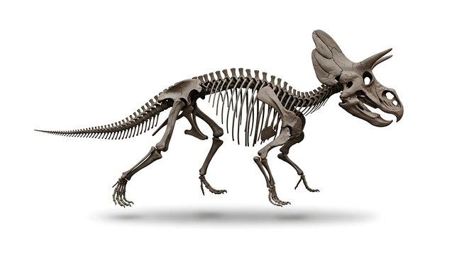 Complete skeletal reconstruction of a Triceratops dinosaur, showcasing its large frill and three horns, isolated on a white background.