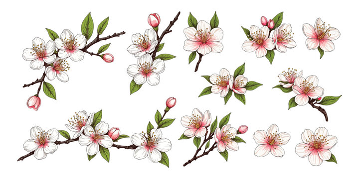 Spring pink sakura blossom and bud illustration set. Japanese plum tree branch drawing isolated on white background. Floral nature graphic element.