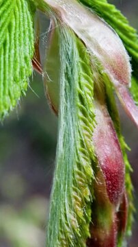 Spring Leaf Awakening. Unfolding Buds In Springtime. Dewcovered New Leaves Reveal Delicate Pink And Green Hues. Close Up Of Spring Blossoms With Dewy Textures And Blurred Natural Backdrop
