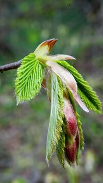 Closeup Fresh Leaves Unfurling On Branch, Bright Green Young Foliage With Hairy Buds And Textured Surfaces, Rhythmic Natural Motion Suited For Gardening Content And Eco Storytelling