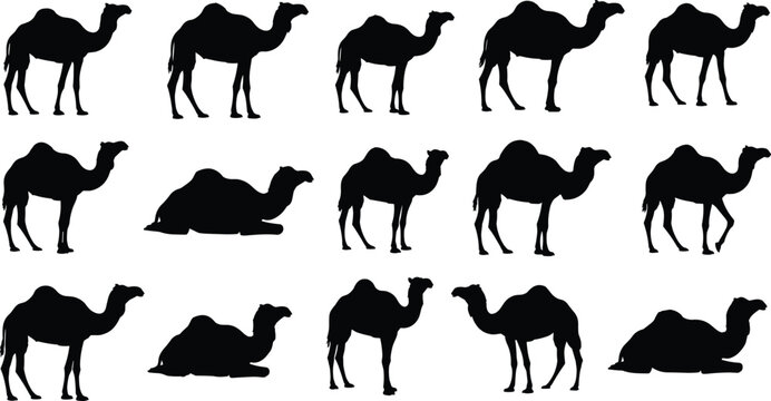 Camel silhouette collection with multiple poses including standing walking and sitting desert animal vector set