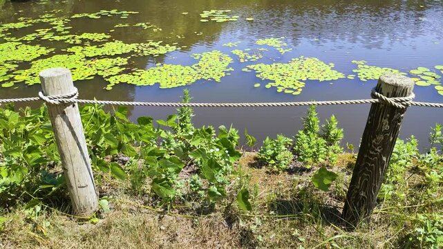 浮草が浮かぶ静かなため池と境界のロープ