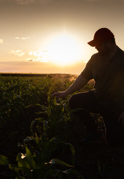 Farmer examining young corn plant in cultivated field.