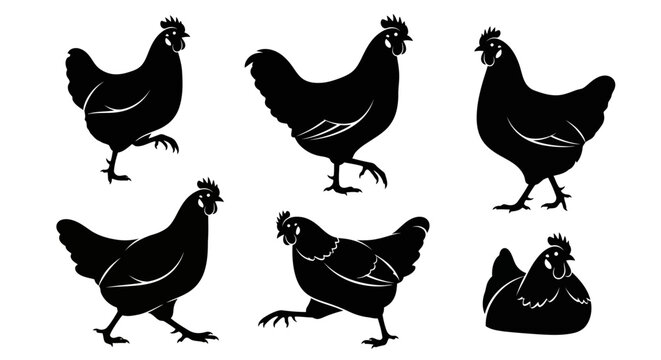 Set of Chicken Silhouettes in Various Poses on White Background