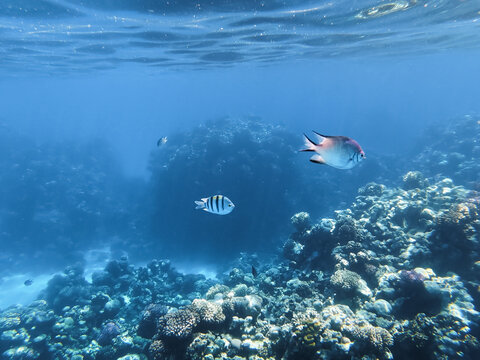Vibrant underwater world of the Red Sea in Egypt featuring colorful coral reefs, tropical damselfish, and sergeant major fish in sunlight.