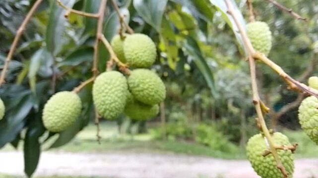 Beautiful green lychee on tree fresh raw litchi fruit garden