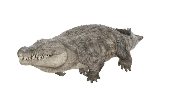 3d rendering nile crocodile swimming