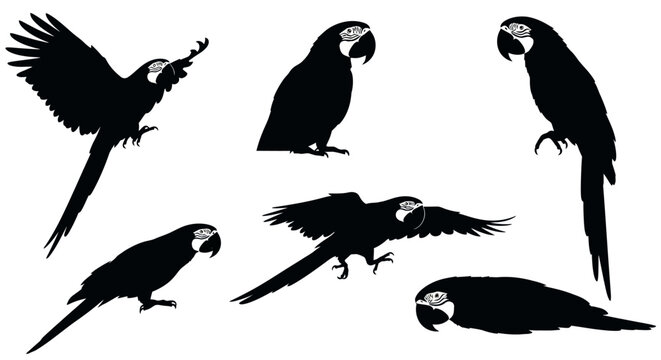 Macaw parrot silhouettes in various poses ? nature wildlife vector