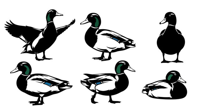 Mallard Duck Collection Vector Set in Various Poses on White Background